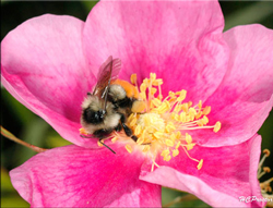Bourdon Butine rose Flora