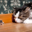 Chat souris Fauna
