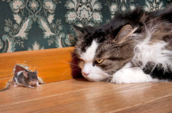 Chat souris Fauna