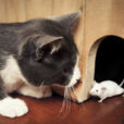 Chat souris Fauna 741258