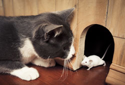 Chat souris Fauna 741258