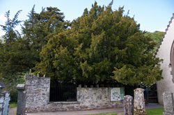 Fortingall If Hermans