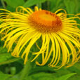 Inula hookeri Mioulane NewsJardinTV NPM 2607520090