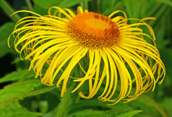 Inula hookeri Mioulane NewsJardinTV NPM 2607520090