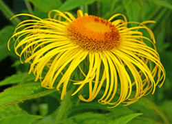 Inula hookeri Mioulane NewsJardinTV NPM 2607520090