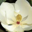 Magnolia grandiflora fleur Flora