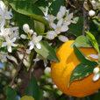 Oranger Fleur Fruit Flora