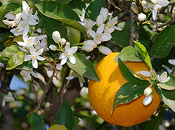 Oranger Fleur Fruit Flora