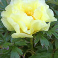 Pivoine itoh Mioulane NewsJardinTV NPM 2507525348