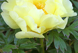 Pivoine itoh Mioulane NewsJardinTV NPM 2507525348