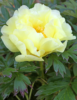 Pivoine itoh Mioulane NewsJardinTV NPM 2507525348