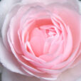 Rose Jardin Grancville MIoulane NewsJardinTV NPM 2607521801