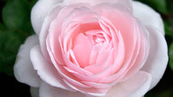 Rose Jardin Grancville MIoulane NewsJardinTV NPM 2607521801