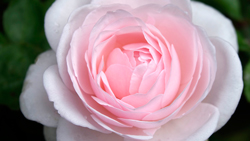 Rose Jardin Grancville MIoulane NewsJardinTV NPM 2607521801