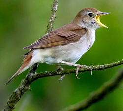Rossignol philomele Fauna
