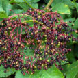 Sambucus nigra sureau Flora