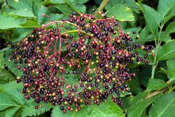 Sambucus nigra sureau Flora