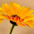 calendula officinalis souci Flora 340