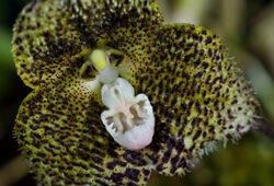 dracula barrowii Flora