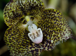 dracula barrowii Flora