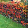 pyracantha haie fructification Flora