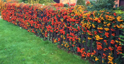 pyracantha haie fructification Flora