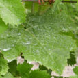 Bouillie bordelaise Vigne Mioulane NewsJardinTV NPM 2307515345