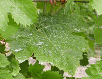 Bouillie bordelaise Vigne Mioulane NewsJardinTV NPM 2307515345