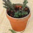 Bouturage Thym Flora