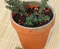 Bouturage Thym Flora