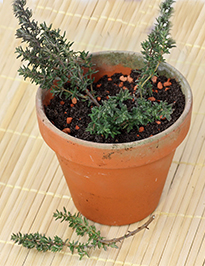 Bouturage Thym Flora