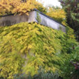 Campsis Bignone Mioulane NewsJardinTV IMG 3100