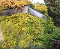 Campsis Bignone Mioulane NewsJardinTV IMG 3100