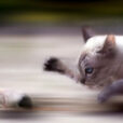 Chat souris DR