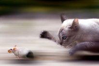 Chat souris DR