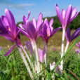 Colchicum autumnale flora