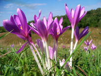 Colchicum autumnale flora