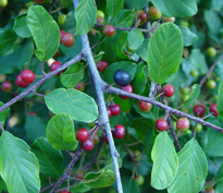 Frangula alnus Bourdaine Flora
