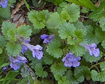 Glechoma hederacea Flora