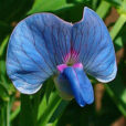 Lathyrus sativus Gesse Zell