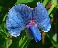 Lathyrus sativus Gesse Zell