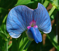 Lathyrus sativus Gesse Zell