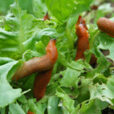 Limaces salade Flora