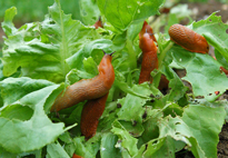 Limaces salade Flora