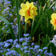 Narcisse Myosotis Printemps Flora