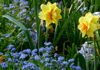 Narcisse Myosotis Printemps Flora
