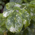 Oidium rosier Flora