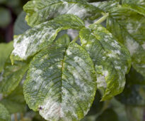 Oidium rosier Flora