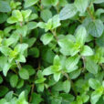 Origanum majorana marjolaine Flora