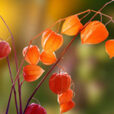 Physalis peruviana fructification DR